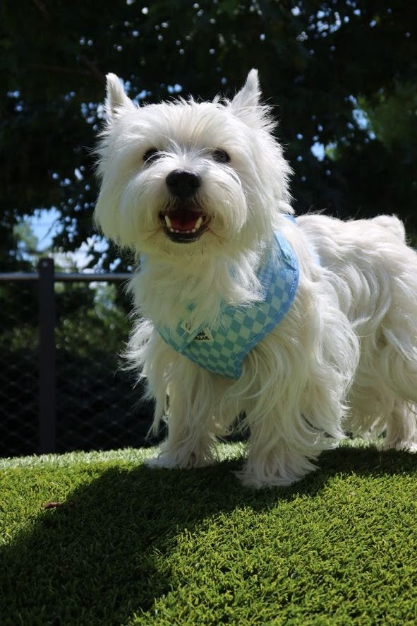 Diamond District Essentials Set