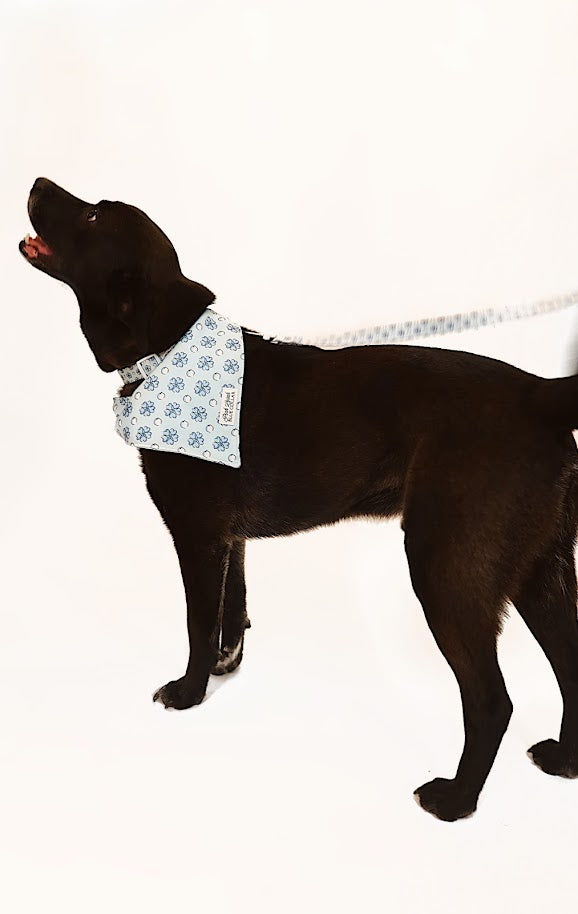 Sapphire Sorbet Bandana