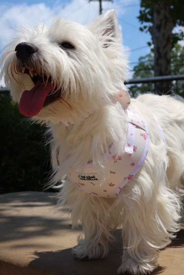 Pink Tiara Harness
