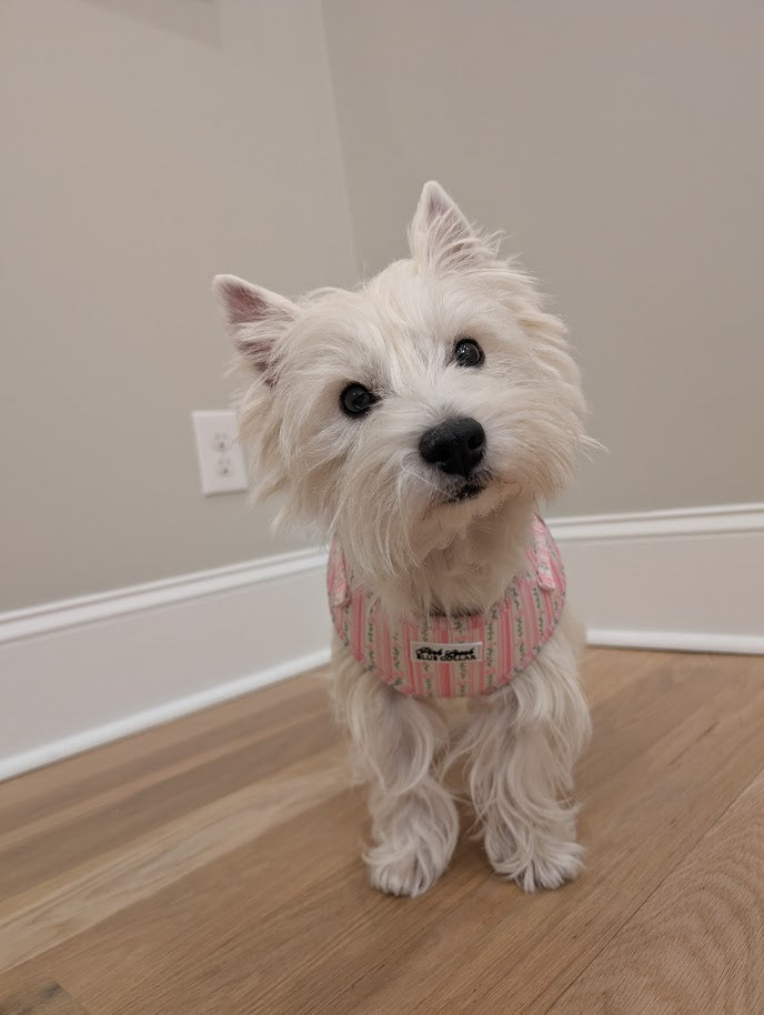 Rose Quartz Ritz Harness